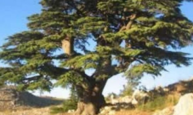 Le Liban, singulier et pluriel, singulier parce que pluriel