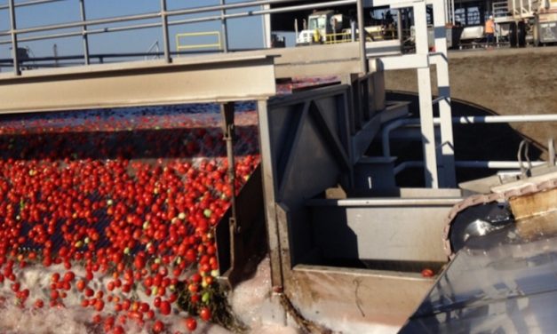 Pomodori per tutti…