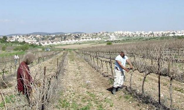 BERLINER WEIN TROPHY 2018