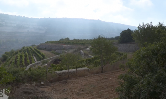 Cremisan : vendemmia 2018