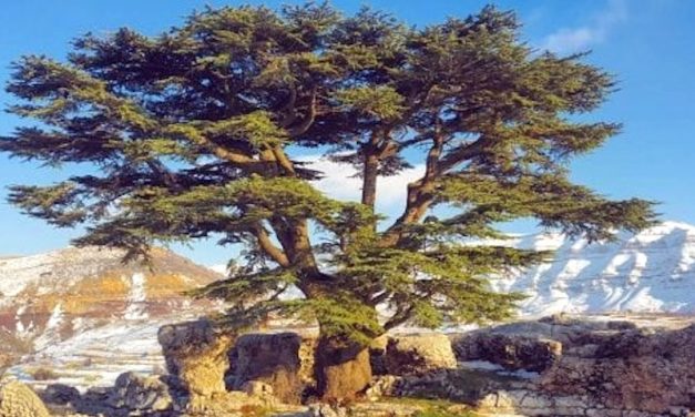 Salvare i Cedri del Libano dalla siccità