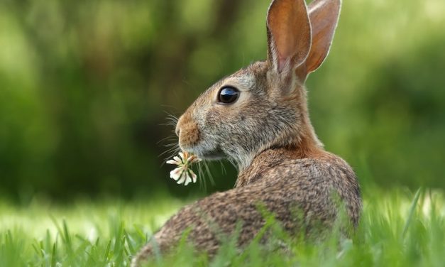 PASQUA DI RISURREZIONE 2021 – Variazioni sul tema