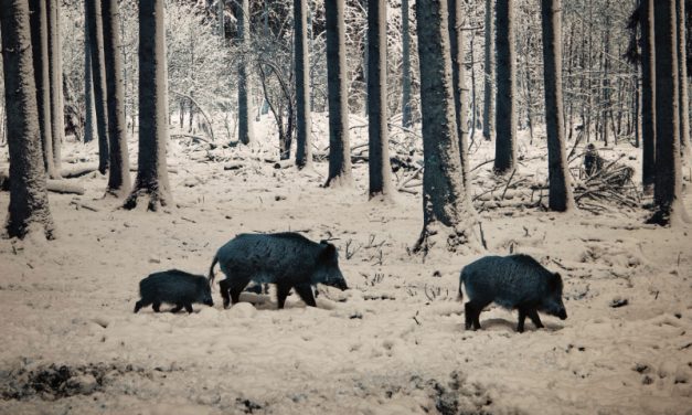 Un incontro del “Terzo Tipo” su quattro zampe…