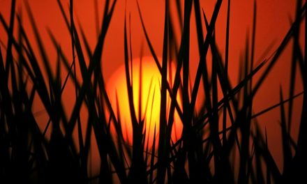 The Destruction of Lebanon’s Agriculture