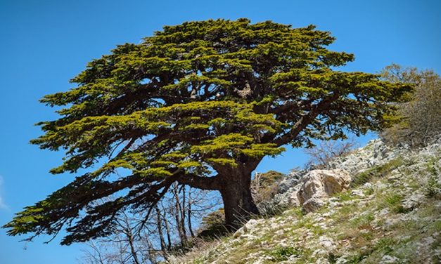 Can Machine Learning Save Lebanon’s Cedars?